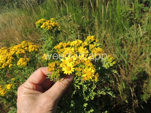 ragwort, tansy